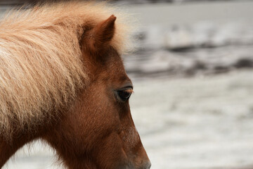 長いまつ毛のポニー
