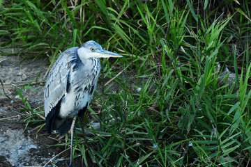 茂みに隠れるアオサギ