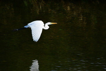 川を低く飛ぶ秋のダイサギ