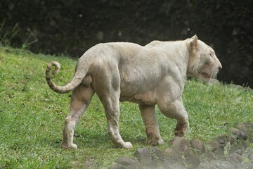 a white tiger roaming the field during the day