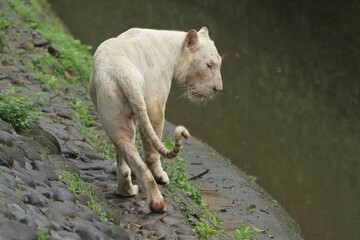 A white tiger walks on the edge of the pool while looking back
