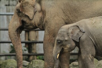 side view of a mother and calf sumatran elephant