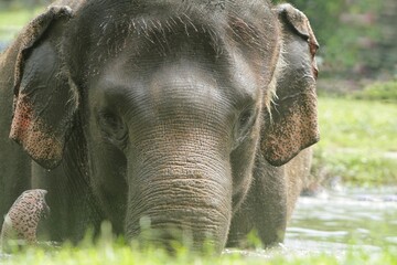 close up of a Sumatran elephant soaking in a pool