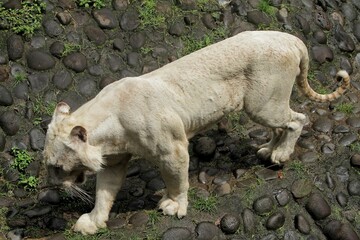 top view of a white tiger walking down the rocks