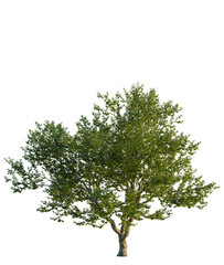 Obraz premium Platanus occidentalis tree front view, transparent background, 4k cutout, isolate, Lone tree in field, isolated on white background, tree for design, nature elements