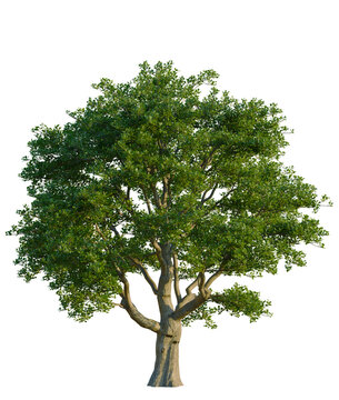 Quercus robur tree front view, transparent background, 4k cutout, isolate, Majestic oak tree with vibrant green leaves in a beautiful forest landscape