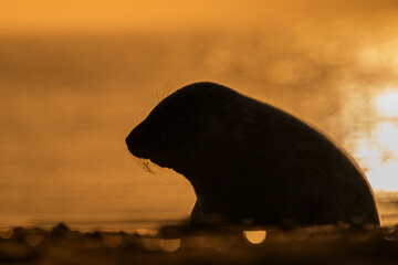 Kegelrobbe Halichoerus grypus grey seal
