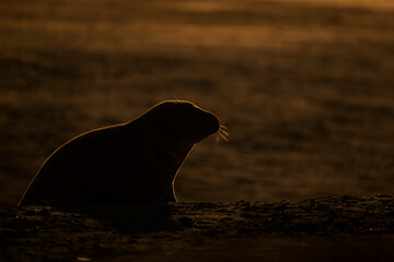 Kegelrobbe Halichoerus grypus grey seal