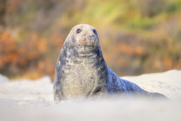 Kegelrobbe Halichoerus grypus grey seal