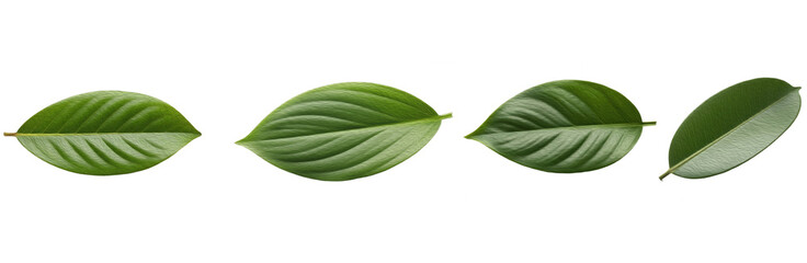 Set of Coffee Plant Leaves (Coffea arabica) with Detailed Botanical Texture for Organic Branding and Packaging, isolated on transparent png background, oil paint