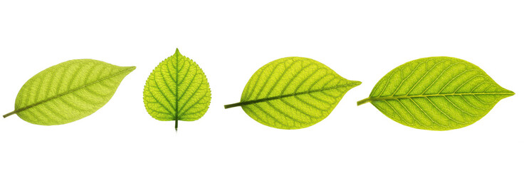 Set of Ironwood Leaves Collection Isolated on Transparent PNG Background, Oil Paint