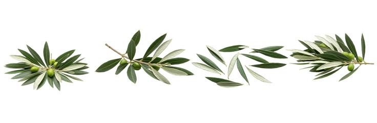 Set of Olive Leaves and Fruit Collection Isolated on Transparent PNG Background, Oil Paint
