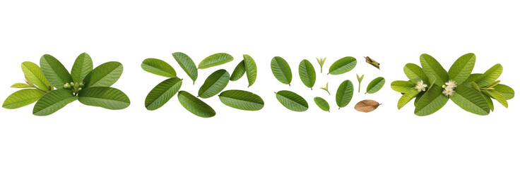 Set of Citrus Lemon and Lime Leaves Collection Isolated on Transparent PNG Background, Oil Paint