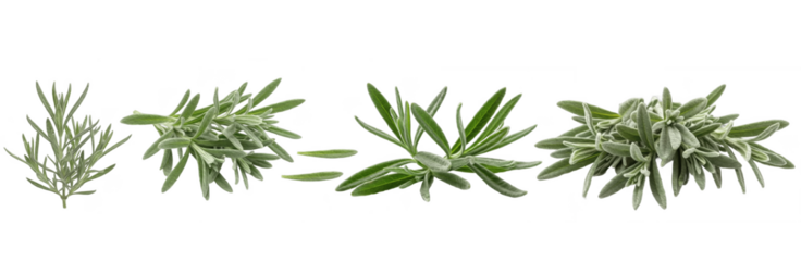 Set of Lavender Leaves Botanical Collection isolated on transparent png background, oil paint