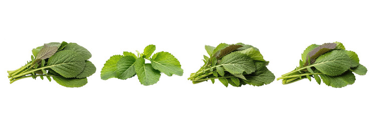 Set of Fresh Green Leafy Vegetables Bundle isolated on transparent png background, oil paint