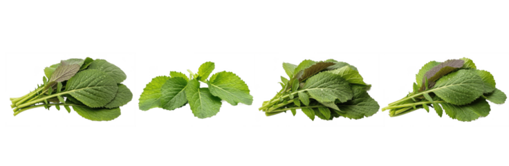 Set of Fresh Green Leafy Vegetables Bundle isolated on transparent png background, oil paint