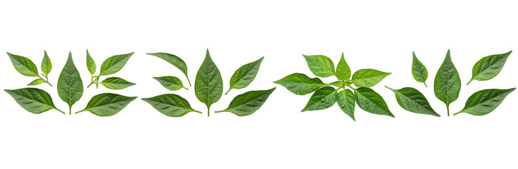 Set of Chili Pepper Plant with Leaves and Red Pods isolated on transparent png background, oil paint