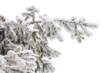 Snow-Covered Fir Branch isolated on a transparent background. Depicts Winter's Beauty