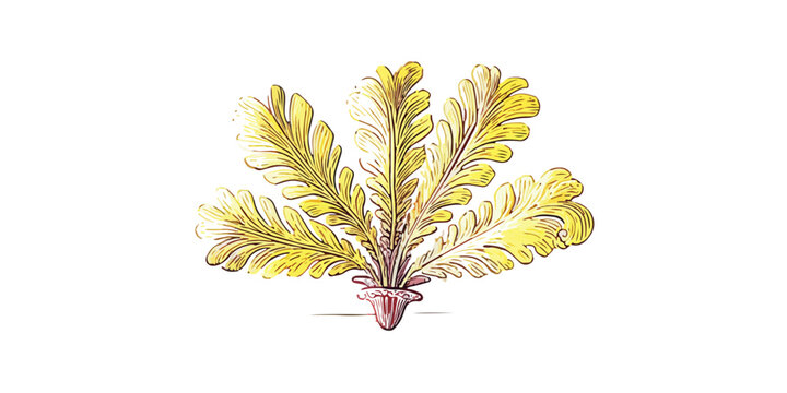 Handgezeichnete Illustration einer gelblichen, gefiederten Braunalge mit transparentem Hintergrund f&uuml;r botanische Zwecke.