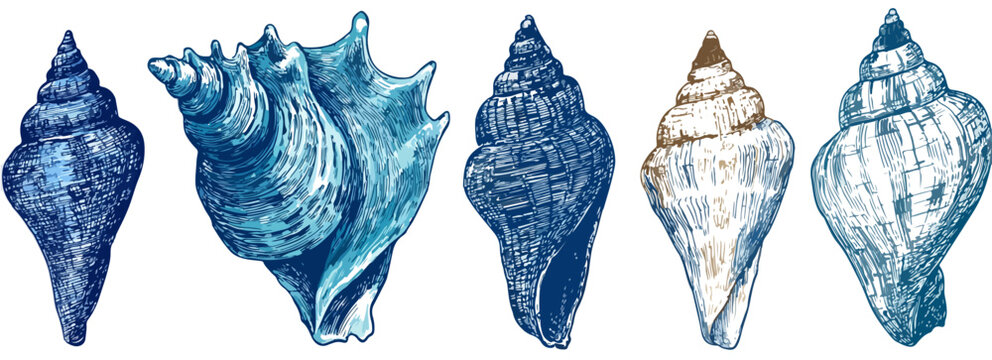 Sammlung verschiedener maritimer Meeresschneckenh&auml;user in Blau- und Wei&szlig;t&ouml;nen auf wei&szlig;em Hintergrund.