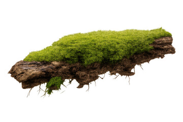 Green moss growing on tree bark section, lush natural plant texture floating element with transparent background