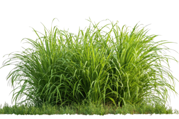 Lush clump of tall green grass with delicate, curving blades