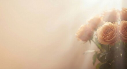 Soft peach roses bathed in gentle, hazy light create a serene and romantic atmosphere, perfect for thoughtful designs