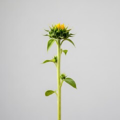 Young sunflower bud in full bloom against a neutral background.