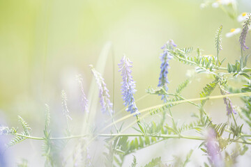 日を浴びているクサフジの花