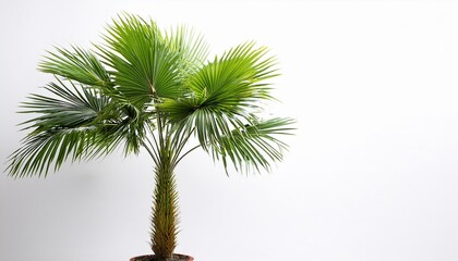 Green Decorative Palm Tree Isolated On Empty White Background