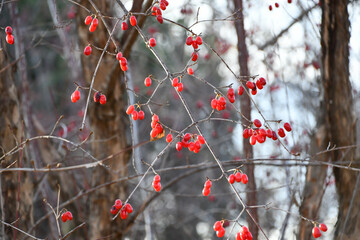 山茱萸の赤い実　Cornelian cherry fruit