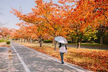 Fototapeta premium Person with an Umbrella Walking Down a Quiet Park Path Covered in Fallen Autumn Leaves