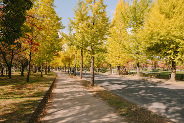 Obraz premium Urban Park Road Lined with Tall Yellow Ginkgo Trees and Green Grass During Autumn