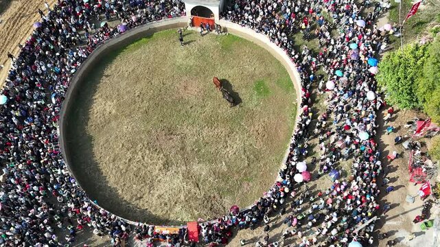 Ethnic Heritage: Bullfighting in Rural Guangxi with Massive Audience