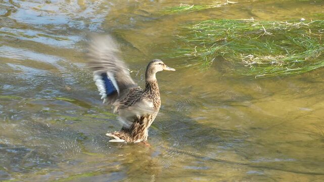 Duck flapping its wings, 4x slow motion video