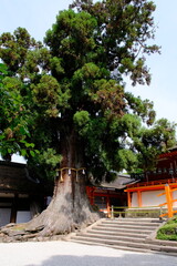 春日大社の大杉　奈良県