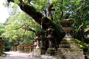 春日大社の若宮大楠と石灯篭　奈良県
