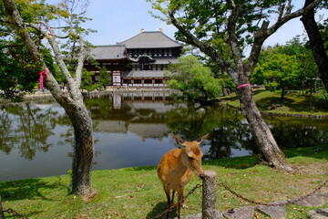 東大寺大仏殿と鹿　奈良県