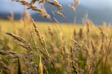 Fototapeta premium Close-Up of Grass Stalks in Soft Focus