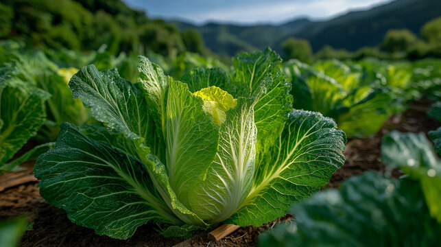 Cabbage Patch Delight: A close-up view of a vibrant cabbage, its crisp leaves radiating freshness under the sunlight, showcasing the natural beauty of the plant in a picturesque field.