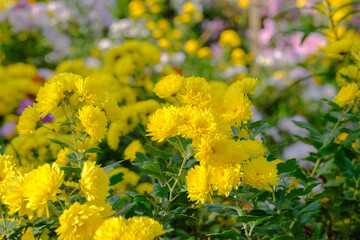 庭に咲く菊の花