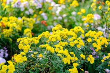 庭に咲く菊の花　12月　冬
