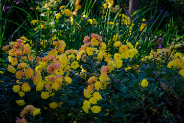 庭に咲く菊の花