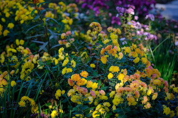 庭に咲く菊の花