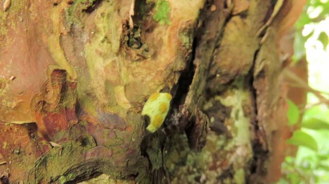 Closeup video of leafcutter ants carrying a piece of leaf over a tree trunk.