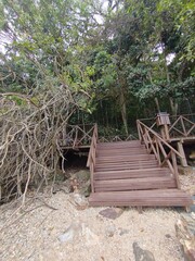 Fototapeta premium Wooden stairs leading to a lush forest. 