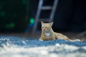Cute ginger cat lying on the ground and looking at the camera.