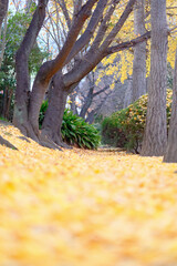 秋の風景　　イチョウの葉が落葉し黄色く染まる小道