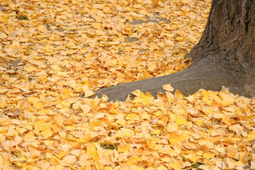 秋の風景　　イチョウの葉が落葉し黄色く染まる小道