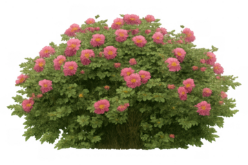 Flowering rose bush with vibrant pink blooms and green foliage, growing in a garden and isolated with transparent background